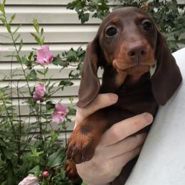 Pocket - Chocolate and tan female Dachshund puppy in Richmond, Kentucky from Cemcade Dachshunds