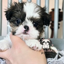 Ciro - Sable and white male Shih Tzu puppy in Walkertown, North Carolina from Lil’ Bit’s Shih Tzu