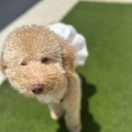 Harley - Goldendoodle