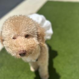 Harley - Goldendoodle