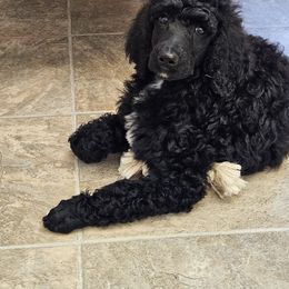 Poodle puppies from MizzElle’s Standard Poodles