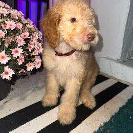 Copper - Cream female Goldendoodle puppy in Cocoa, Florida from Leopard n Lace Doodles