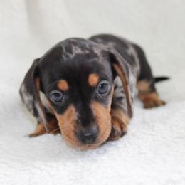 Gentry SMALL - Dapple male Dachshund puppy in Fairfax, Iowa from Grayson’s Lovable Dachshunds