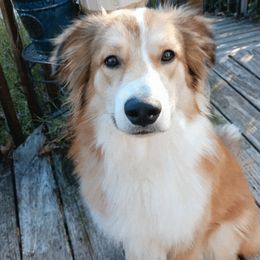 English Shepherd All Grown Up from Goodwin Heritage Homestead