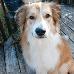 English Shepherd All Grown Up from Goodwin Heritage Homestead
