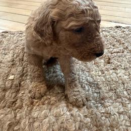 Russ - Red  male Goldendoodle puppy in Wittenberg, Wisconsin from Cedar River Kennel
