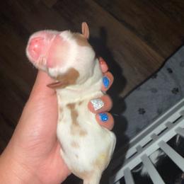 Blenheim Boy with spots - Blenheim male Cavalier King Charles Spaniel puppy in Columbia, South Carolina from Columbia Cavaliers