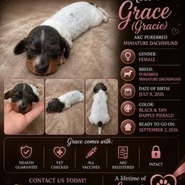 Grace - Piebald female Dachshund puppy in Mesquite, Texas from 208 Dox Dynasty