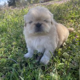 Pekingese Puppies from Ashlyn's Pups