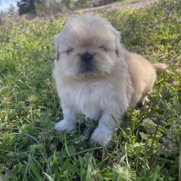 Pekingese Puppies from Ashlyn's Pups