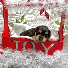 Sylt - Liver male Miniature Schnauzer puppy in Huntington, Utah from Schnauzers on Robinson Lane