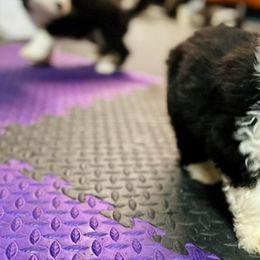 Bearded Collie and Border Collie Puppies from Beloved Bearded & Border Collies