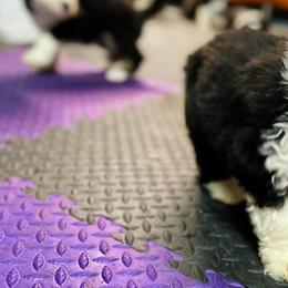 Bearded Collie and Border Collie Puppies from Beloved Bearded & Border Collies