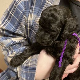 Poodle Puppies from Sarsel Poodles