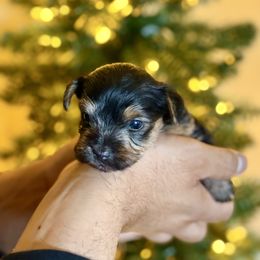 Angel - Blue and gold female Yorkshire Terrier puppy in Phoenix, Arizona from De La Cruz Yorkies