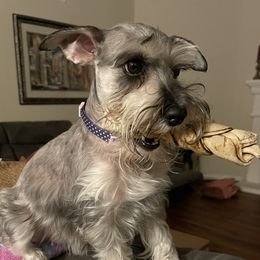 Lauren - Miniature Schnauzer