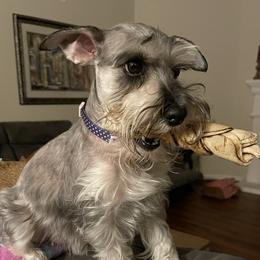 Lauren - Miniature Schnauzer