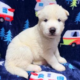 AKC Alvin - White male Siberian Husky puppy in Centreville, Maryland from Huskies By the Bay
