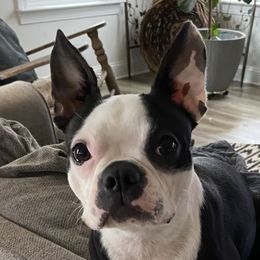 Sugar - Boston Terrier