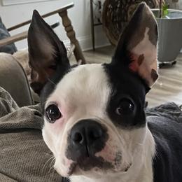 Sugar - Boston Terrier