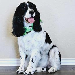 Kandi - English Springer Spaniel