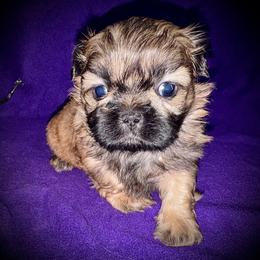 Archie - Red male Shih Tzu puppy in North Central Oregon, Oregon from T-Amore Shih Tzu