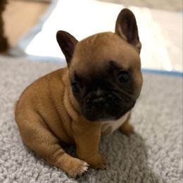 Buttercup - Fawn and white female French Bulldog puppy in Madison, Wisconsin from MadCity Frenchies