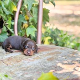 Sina - Chocolate and tan female Dachshund puppy in Salters, South Carolina from Long-Pine Dachshund