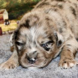 Blue Merle-3 - Blue merle male Miniature Australian Shepherd puppy in Ronan, Montana from Dirt Road Aussie’s of Montana