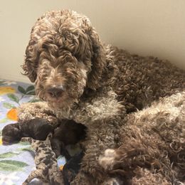 Aussiedoodle puppies from Doodle Me Crazy