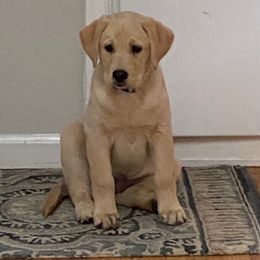 Labrador Retriever Puppies from Wild Feather Hunting Dogs