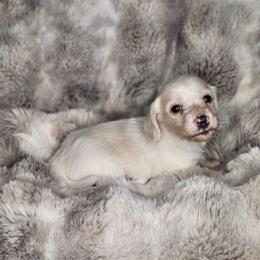 Girl 2 - Piebald female Dachshund puppy in Rancho Cucamonga, California from Pretty Little Dachshunds