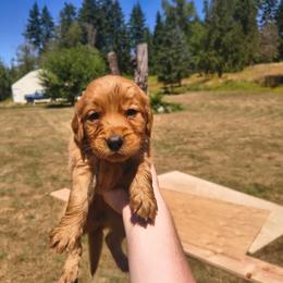 Sage-Mint collar (5th pick female) - Dark golden female Golden Retriever puppy in Tenino, Washington from Oak River Goldens'