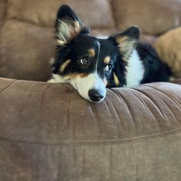 American Corgi and Pembroke Welsh Corgi Puppies from Beebe’s Corgis