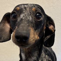 Dachshunds from Mavericks Mini Dachshunds