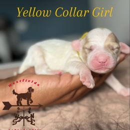 Yellow Collar Girl - Caramel female Australian Labradoodle puppy in Hagerstown, Maryland from Westfields Labradoodles