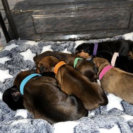 Dachshund Puppies from Hayden’s darling doxies