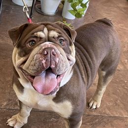 Cacao - Bulldog