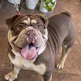 Cacao - Bulldog