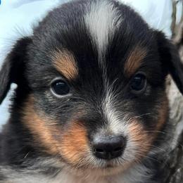 Miniature Australian Shepherds and Miniature Schnauzers from Blackbeard Schnauzers + Aussies