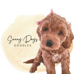 Goldendoodles from Sunny Days Doodles