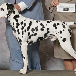 Mochi   (japanese ice cream) - Dalmatian