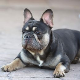 Leeloo - French Bulldog