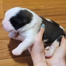 Noah - Brown and white male Saint Bernard puppy in Lowpoint, Illinois from Minnie's Majestic Saints