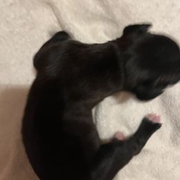 Boxer Puppies from Teressa's Boxers