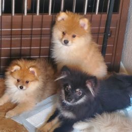 Pomeranians from BL Poms Heaven