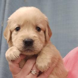 Ms. Pink - Light golden female Golden Retriever puppy in Mocksville, North Carolina from Hunting Creek Kennels & Farm