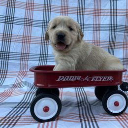 Mr. Salmon - Golden male Golden Retriever puppy in Knoxville, Tennessee from Jack and Ginger’s Goldens