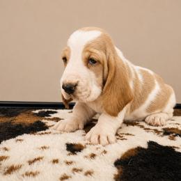 Apple - Red and white female Basset Hound puppy in Denison, Texas from Emma Lou's Baby Bassets