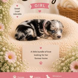 Shelly - Blue merle female Miniature Australian Shepherd puppy in Idalou, Texas from Lonesome Pine Mini Aussies